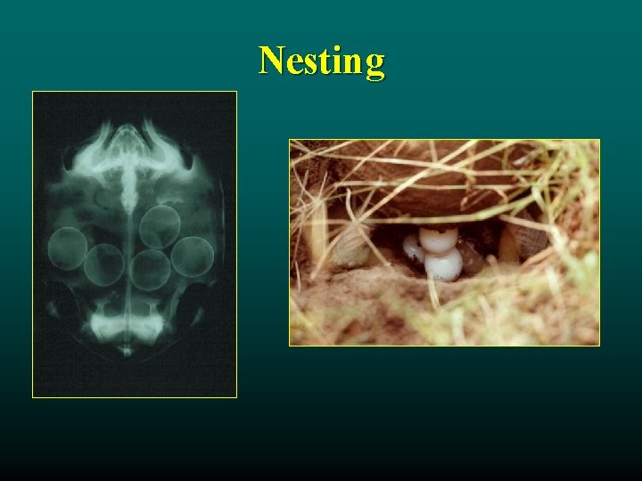 Nesting 