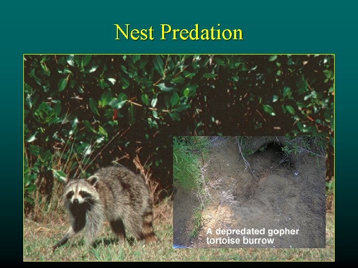 Nest Predation 