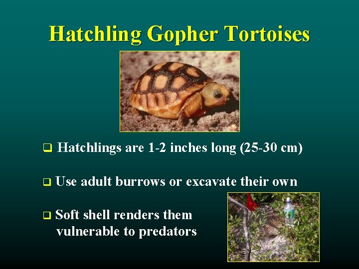 Hatchling Gopher Tortoises q Hatchlings are 1 -2 inches long (25 -30 cm) q