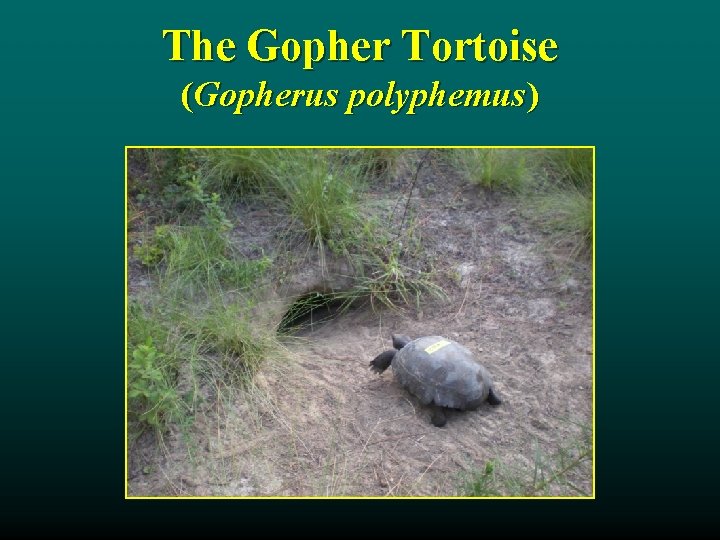 The Gopher Tortoise (Gopherus polyphemus) 