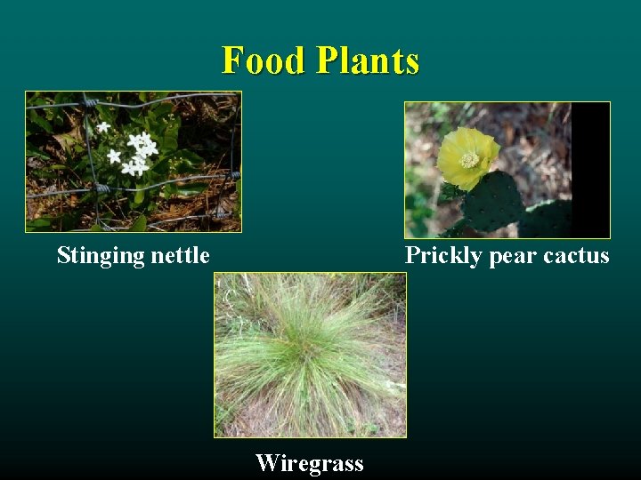 Food Plants Stinging nettle Prickly pear cactus Wiregrass 