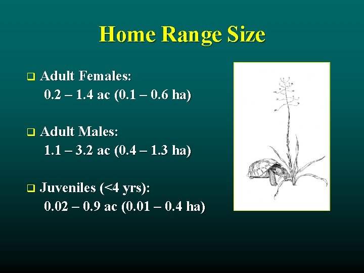 Home Range Size q Adult Females: 0. 2 – 1. 4 ac (0. 1