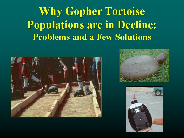 Why Gopher Tortoise Populations are in Decline: Problems and a Few Solutions 