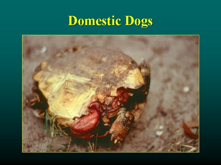 Domestic Dogs 
