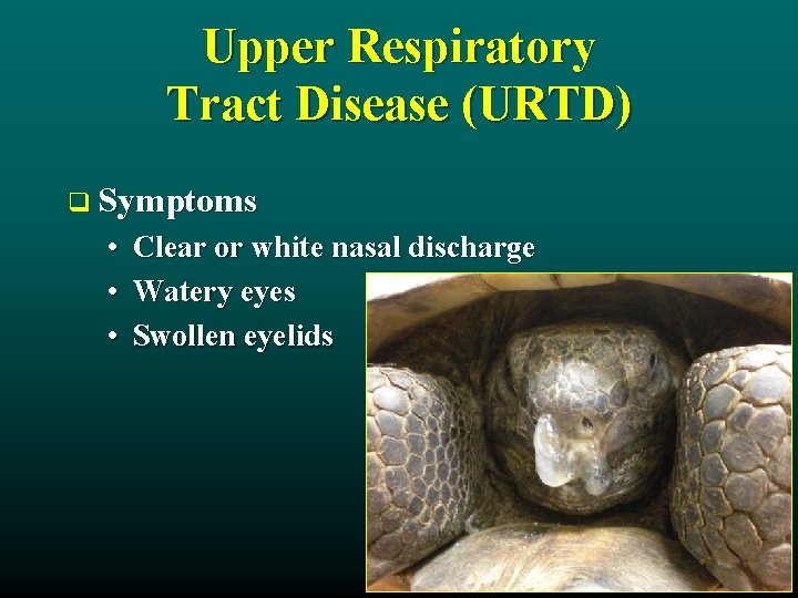 Upper Respiratory Tract Disease (URTD) q Symptoms • • • Clear or white nasal