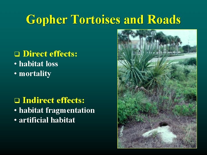 Gopher Tortoises and Roads q Direct effects: • habitat loss • mortality q Indirect