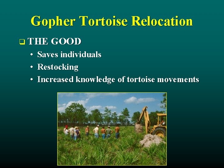 Gopher Tortoise Relocation q THE GOOD • • • Saves individuals Restocking Increased knowledge