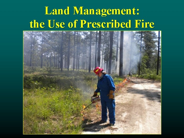 Land Management: the Use of Prescribed Fire 