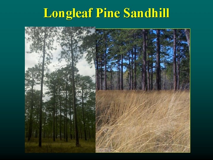 Longleaf Pine Sandhill 