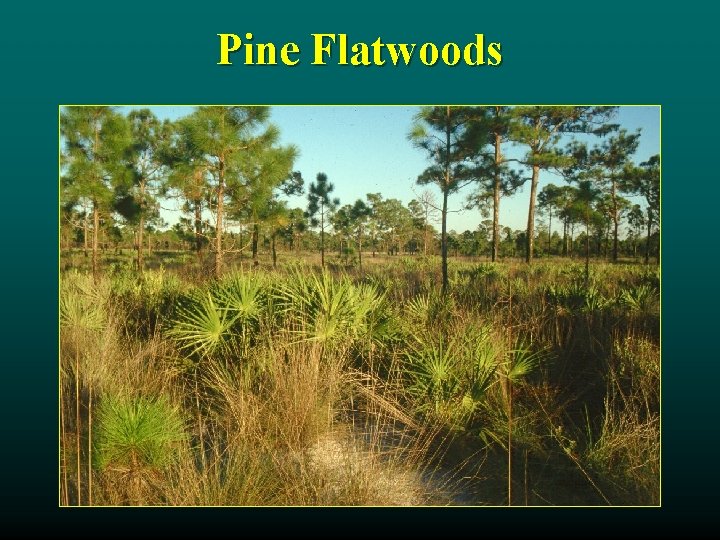 Pine Flatwoods 
