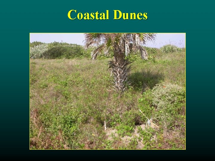Coastal Dunes 