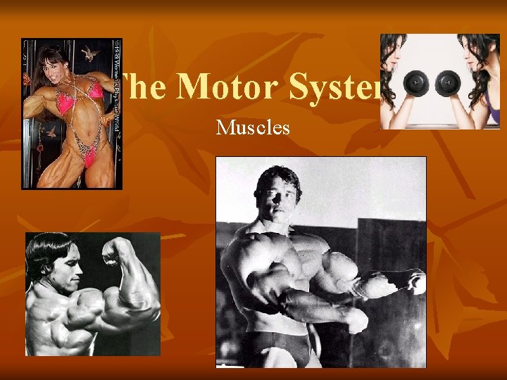 The Motor System Muscles 