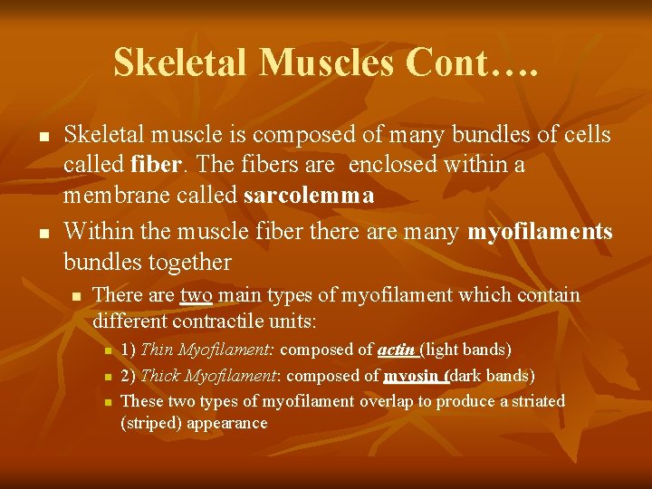 Skeletal Muscles Cont…. n n Skeletal muscle is composed of many bundles of cells