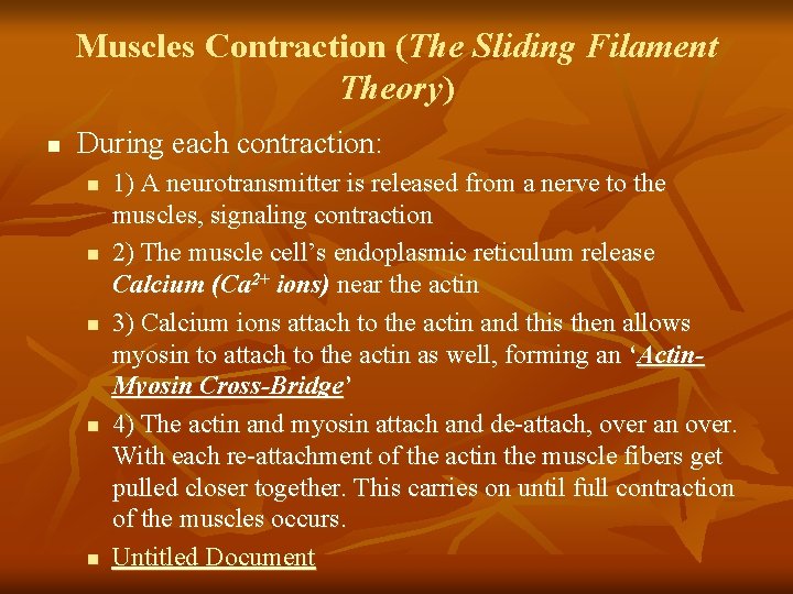 Muscles Contraction (The Sliding Filament Theory) n During each contraction: n n n 1)