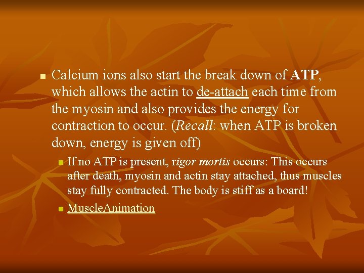 n Calcium ions also start the break down of ATP, which allows the actin