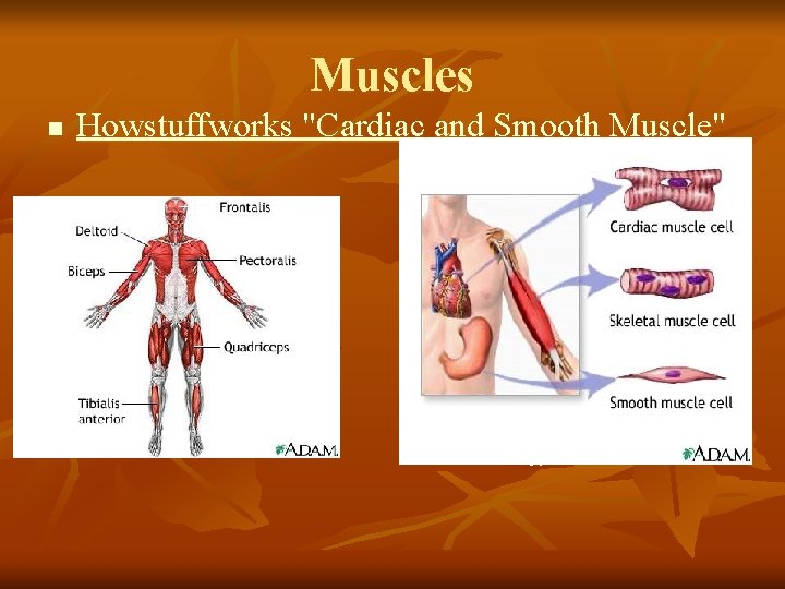 Muscles n Howstuffworks "Cardiac and Smooth Muscle" The 3 main types of Muscles 