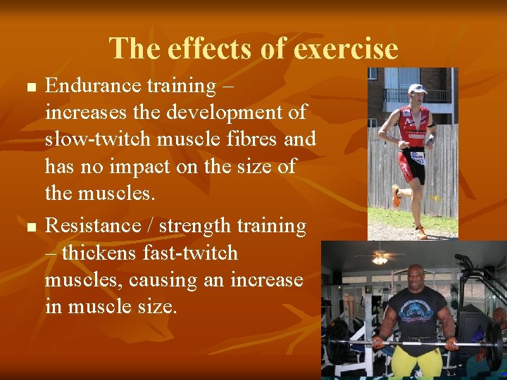 The effects of exercise n n Endurance training – increases the development of slow-twitch