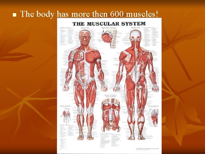 n The body has more then 600 muscles! 