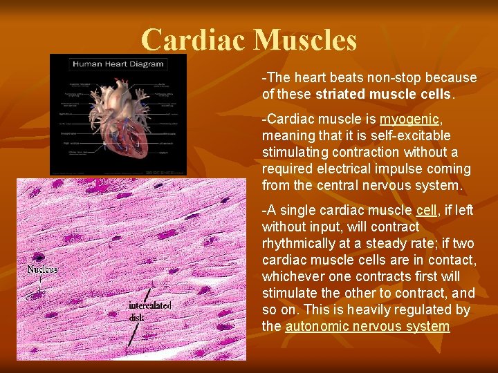 Cardiac Muscles -The heart beats non-stop because of these striated muscle cells. -Cardiac muscle