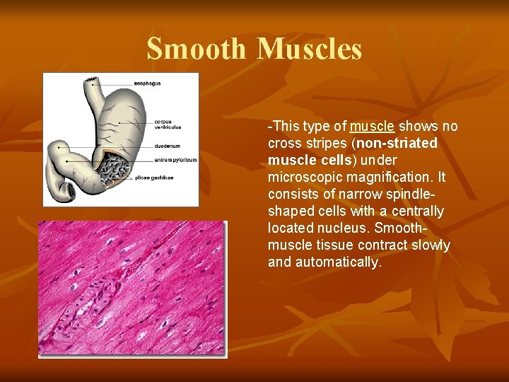 Smooth Muscles -This type of muscle shows no cross stripes (non-striated muscle cells) under