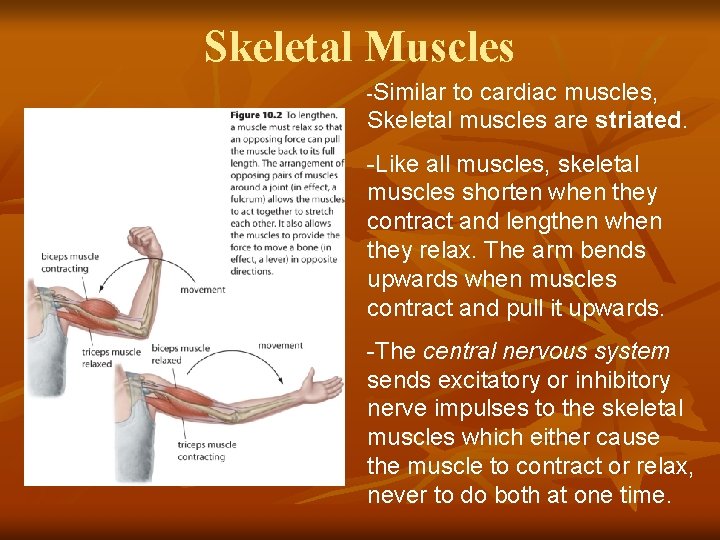 Skeletal Muscles -Similar to cardiac muscles, Skeletal muscles are striated. -Like all muscles, skeletal