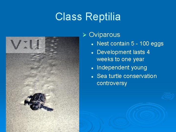 Class Reptilia Ø Oviparous l l Nest contain 5 - 100 eggs Development lasts