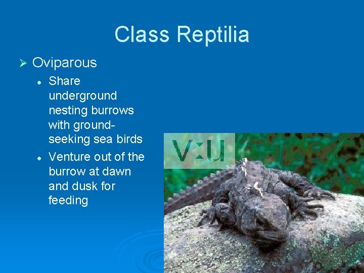 Class Reptilia Ø Oviparous l l Share underground nesting burrows with groundseeking sea birds