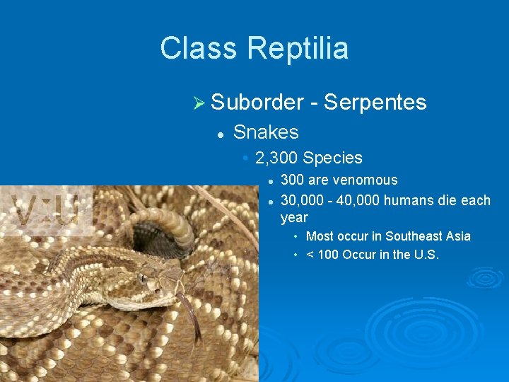 Class Reptilia Ø Suborder - Serpentes l Snakes • 2, 300 Species l l