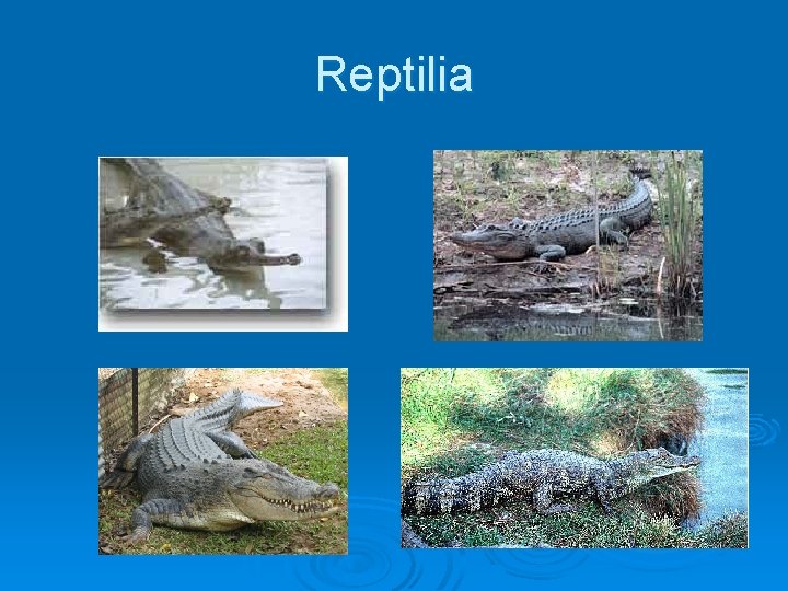 Reptilia 