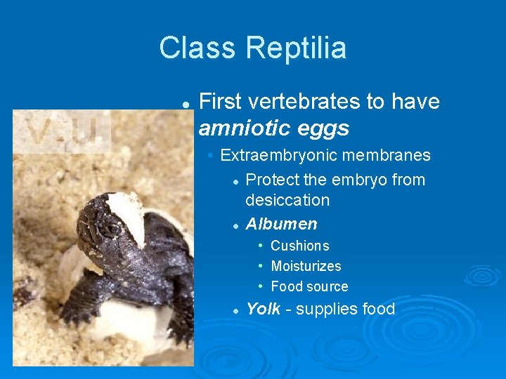 Class Reptilia l First vertebrates to have amniotic eggs • Extraembryonic membranes l Protect