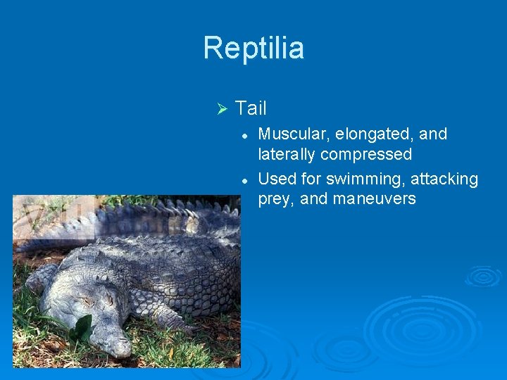 Reptilia Ø Tail l l Muscular, elongated, and laterally compressed Used for swimming, attacking