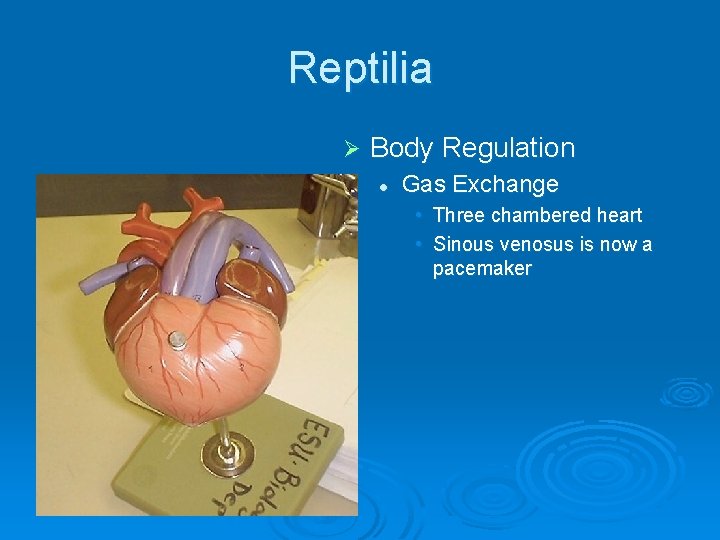 Reptilia Ø Body Regulation l Gas Exchange • Three chambered heart • Sinous venosus