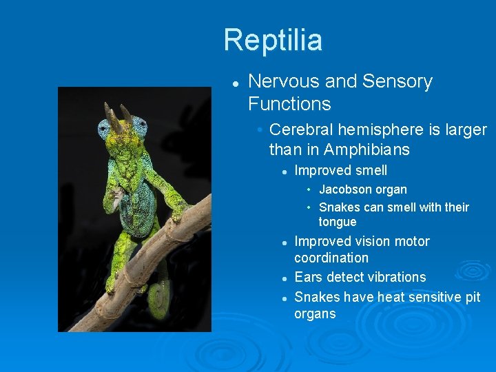 Reptilia l Nervous and Sensory Functions • Cerebral hemisphere is larger than in Amphibians