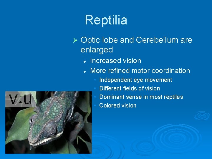 Reptilia Ø Optic lobe and Cerebellum are enlarged l l Increased vision More refined