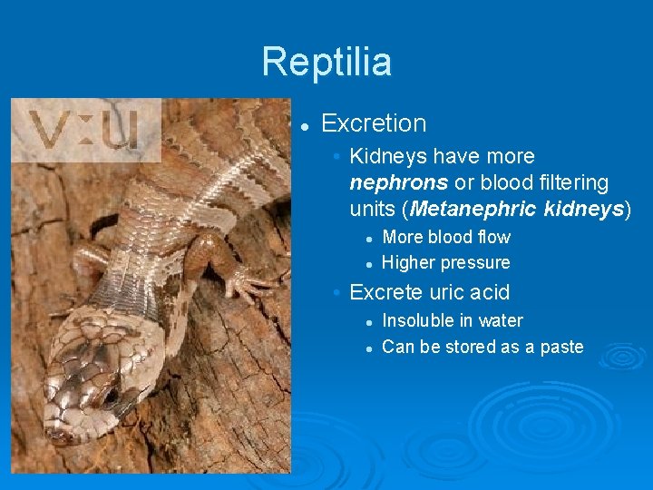 Reptilia l Excretion • Kidneys have more nephrons or blood filtering units (Metanephric kidneys)