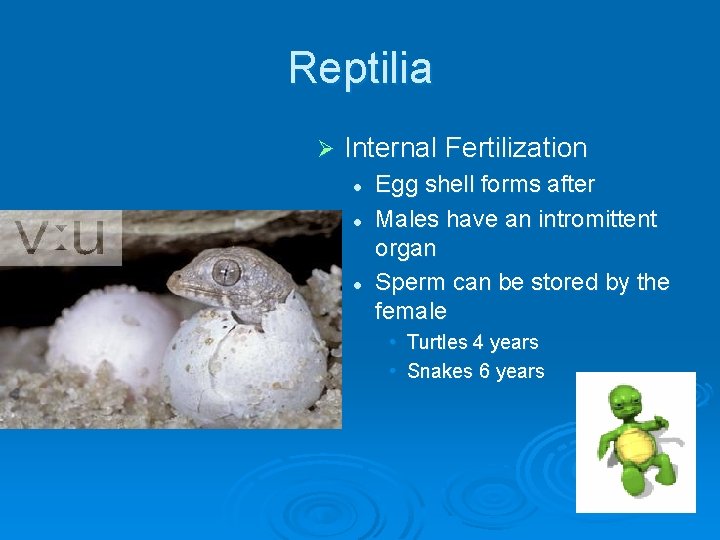 Reptilia Ø Internal Fertilization l l l Egg shell forms after Males have an