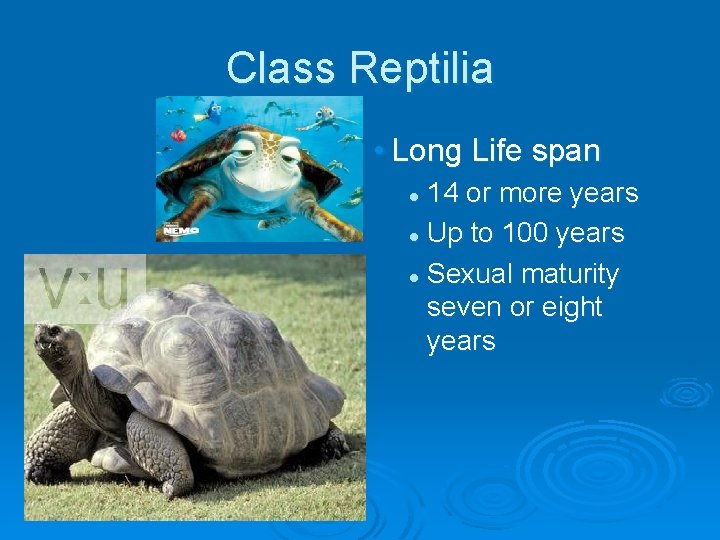 Class Reptilia • Long Life span 14 or more years l Up to 100