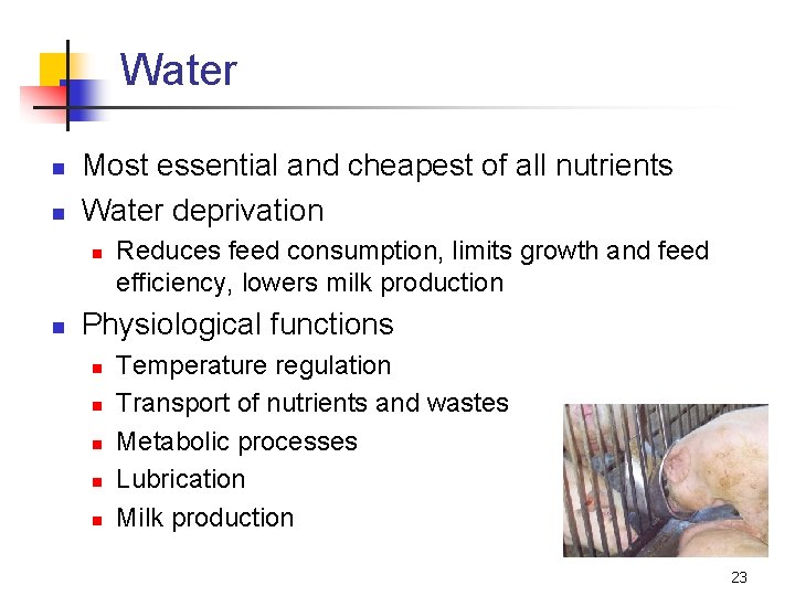 Water n n Most essential and cheapest of all nutrients Water deprivation n n