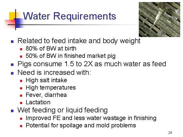 Water Requirements n Related to feed intake and body weight n n Pigs consume
