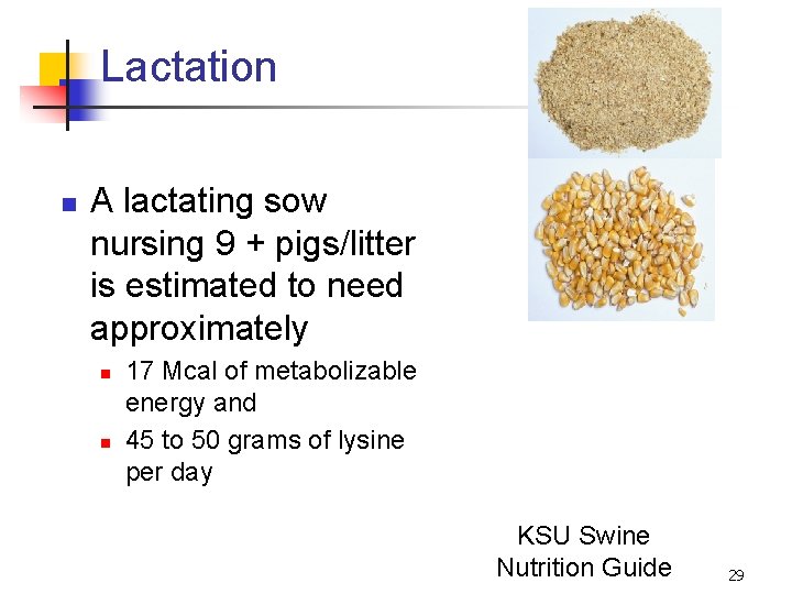 Lactation n A lactating sow nursing 9 + pigs/litter is estimated to need approximately