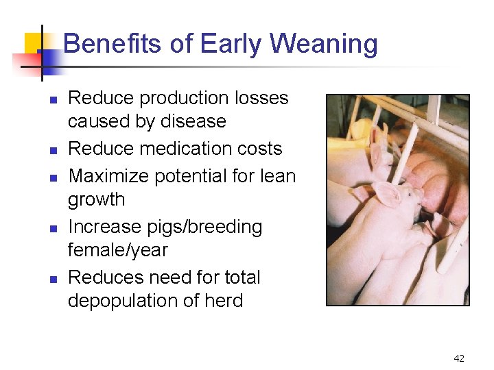 Benefits of Early Weaning n n n Reduce production losses caused by disease Reduce