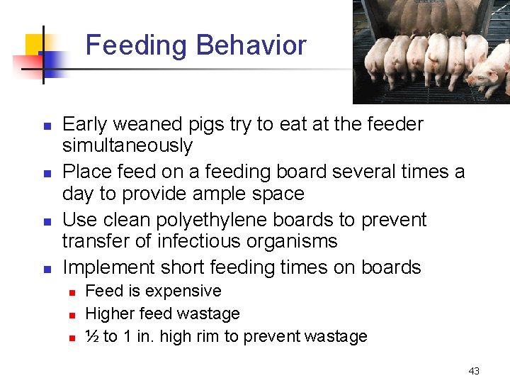Feeding Behavior n n Early weaned pigs try to eat at the feeder simultaneously
