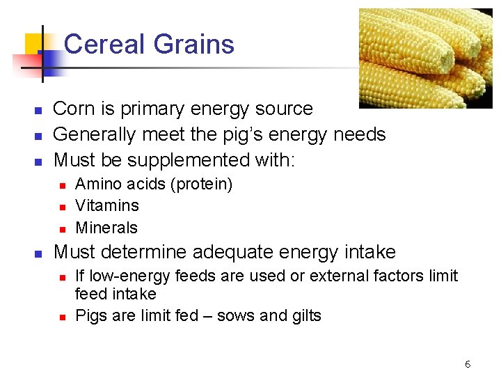 Cereal Grains n n n Corn is primary energy source Generally meet the pig’s