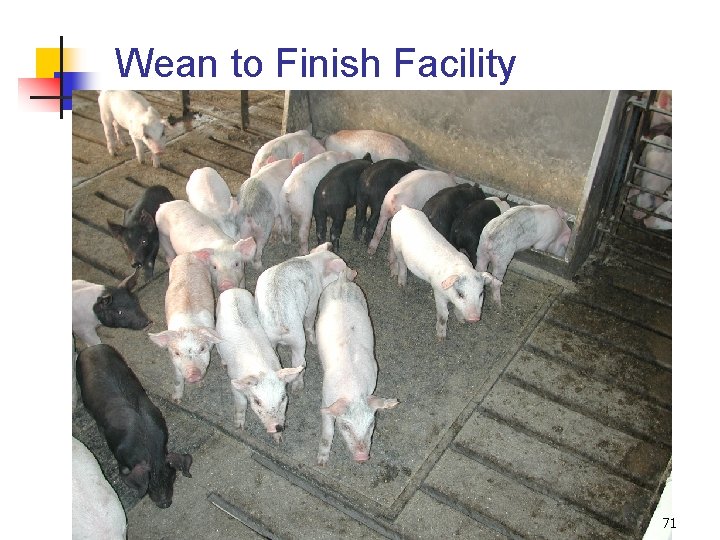 Wean to Finish Facility 71 