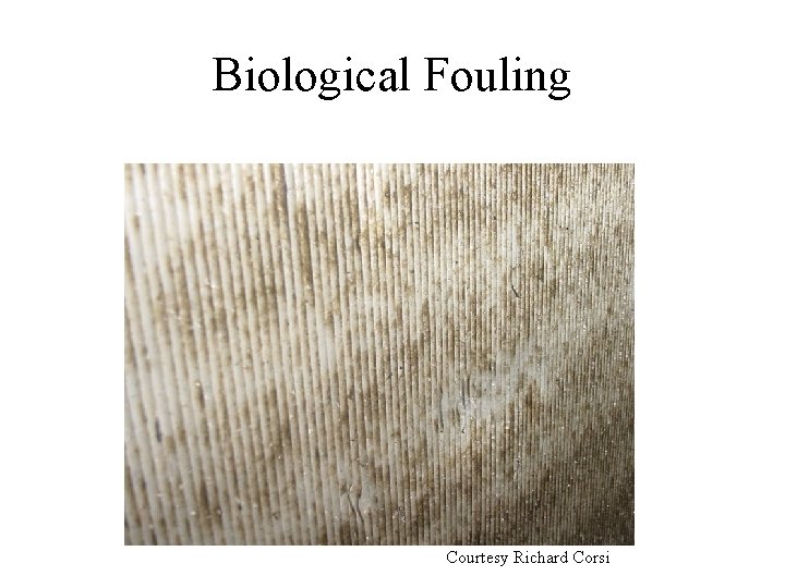 Biological Fouling Courtesy Richard Corsi 