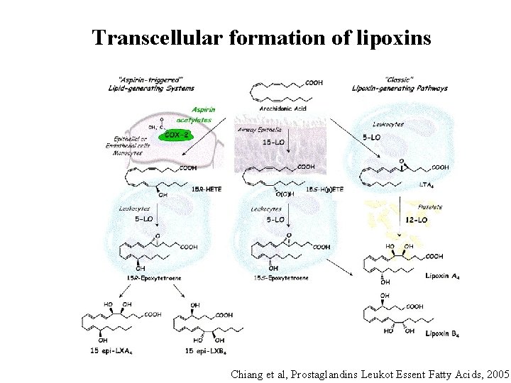 Enzymatic oxidation of lipids mechanisms and functions Valerie