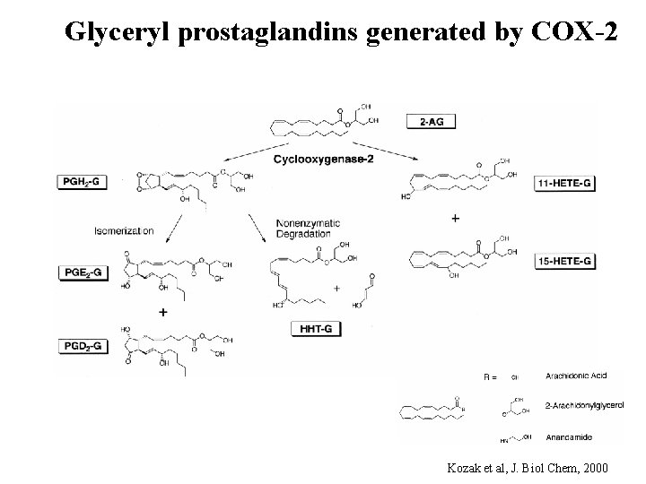 Enzymatic oxidation of lipids mechanisms and functions Valerie