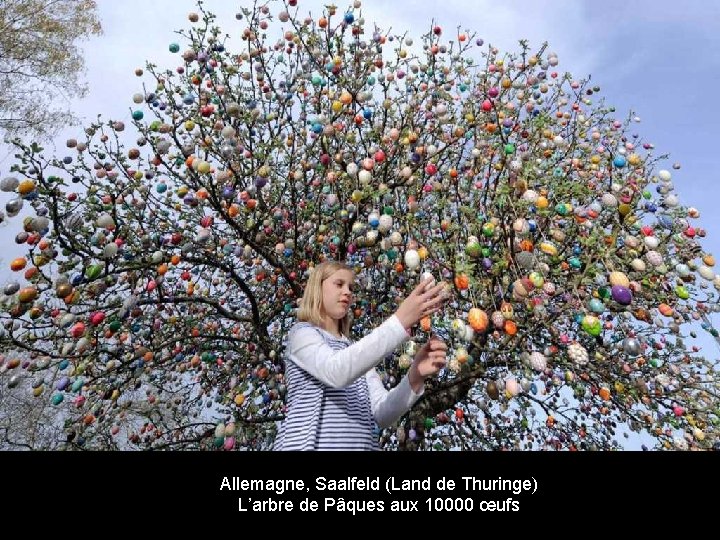 Allemagne, Saalfeld (Land de Thuringe) L’arbre de Pâques aux 10000 œufs Volker Kraft Wielkanoc