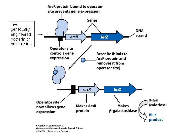 Live, genetically engineered bacteria on on test strip: Live, genetically engineered bacteria on on test strip: