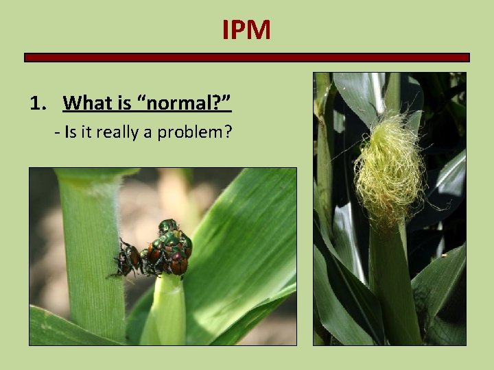IPM 1. What is “normal? ” - Is it really a problem? IPM 1. What is “normal? ” - Is it really a problem?